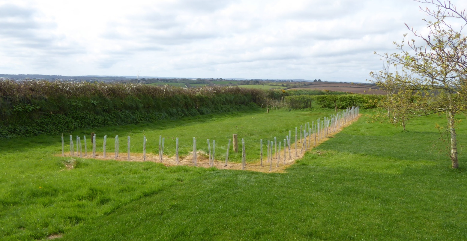 Featured image for “Jewish wild flower cemetery consecrated”